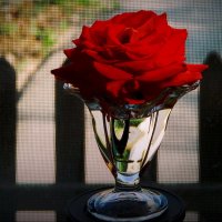 Роза на окне! :: Владимир Шошин