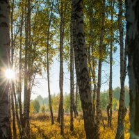 Осеннее утро :: Владимир Шустов