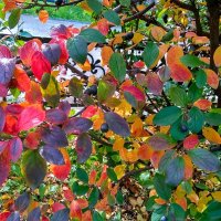 Разноцветная Осень ... :: Татьяна Котельникова