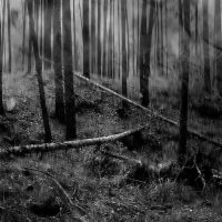 В тёмном-тёмном лесу... :: Ирина АЛЕКСАндрович