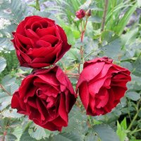 Три розы :: Leonid Tabakov