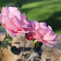 Розовые розы :: Гулько Т