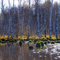 Красоты Тогучинского района :: Юлия Лушникова