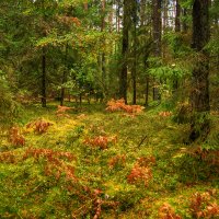 Ранняя осень в лесу :: Игорь Сикорский