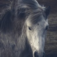 Исландская лошадка. :: Юрий 