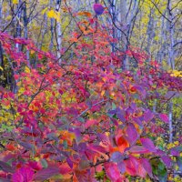 Осенние краски... :: Сергей Иванов