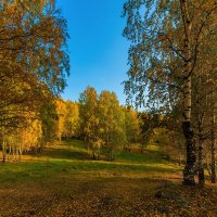 Солнечный лес :: vladimir Bormotov