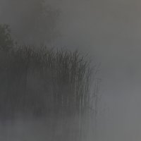 Туман :: Андрей Щетинин