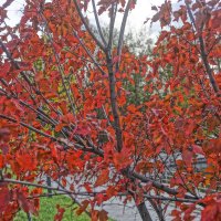 Красные листья :: Алексей Виноградов