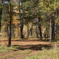 В сосновом лесу :: Наталия Григорьева