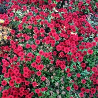 Цветы октябрьские. :: Sergii Ruban