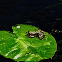 Лягушка озерная. :: vodonos241 