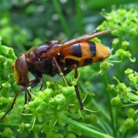*Цветочная муха ( Volucella zonaria) :: vodonos241 