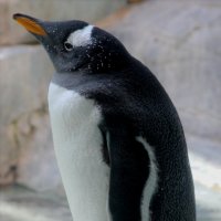 Субантарктический пингвин :: Дмитрий Солоненко