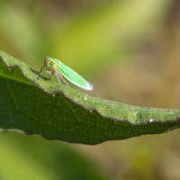 Цикадка зеленая Cicadella viridis IMG_6400-8 :: Олег Петрушин