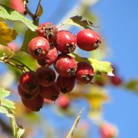 Яркие ягоды осени :: Татьяна Смоляниченко