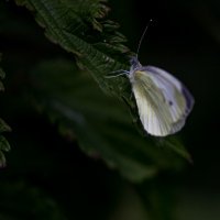 Бабочка :: Светлана SvetNika17