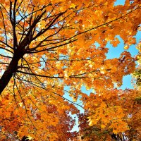 Небо, листья, октябрь :: Сергей Землянский