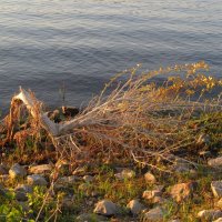 Камни в холодной воде :: Инна Драбкина