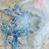 Воспоминание о море. Черноморская медуза. Красавица! :: Светлана Ященко