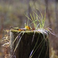 Лесные зарисовки :: Mарина Еловская