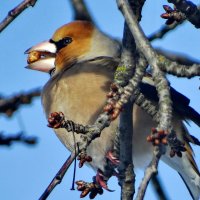 Обыкновенный дубонос (лат. Coccothraustes coccothraustes) :: vodonos241 