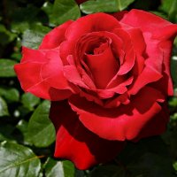Эта красная чудная роза :: Валентина 
