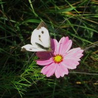 Цветок и бабочка :: Дмитрий Назаров