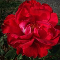 Розы необычайно красивого парка, окружающего Людвигсбургский дворец... :: Galina Dzubina