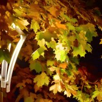 Фонарь и листья клена :: Olcen Len