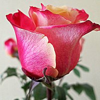 Этот цветок – самый прекрасный! :: Валентина Жукова