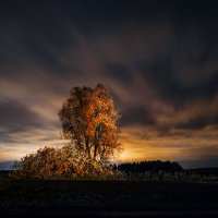Дерево под ночным небом :: Вячеслав Ложкин