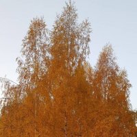 Золотая осень :: minchanka 