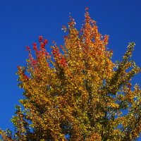 Золото кленовых листьев на фоне голубого осеннего неба...... :: Любовь К.