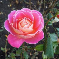 Так прекрасны розы  в конце октября... :: Тамара Бедай 