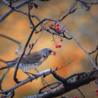 Ранний завтрак :: juvent 