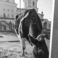 Один день городской коровы :: Валерий Михмель 