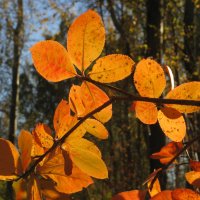 Осенние листья. :: ТАТЬЯНА (tatik)