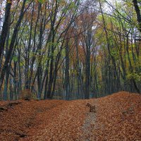 Осенний крымский лес :: Михаил Баевский