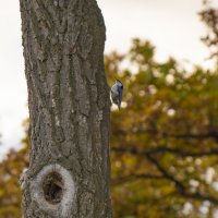 ПОПОЛЗЕНЬ... :: Наталья Меркулова