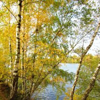 Осенние берёзы у реки :: Андрей Снегерёв