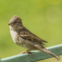 птаха, воробьиха :: Петр Беляков