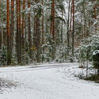 В пригородном лесу после первого снегопада :: Милешкин Владимир Алексеевич 
