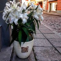 Любимые цветы :: Galina Belugina