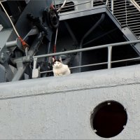 Портрет морской кошки на борту БПК "Левченко" :: Кай-8 (Ярослав) Забелин