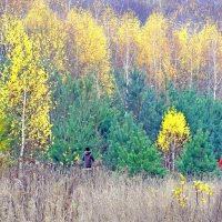 "Дивовижна золота осінь" :: Ростислав Кухарук