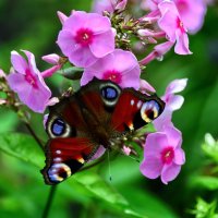 Бабочка :: Лариса Терехова 