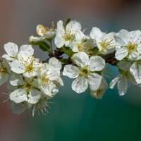 Вишня :: Игорь Сикорский