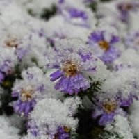 В снегу :: Татьяна Панчешная