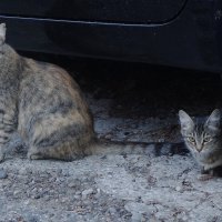 Очевидно, родственники... :: Маргарита Батырева